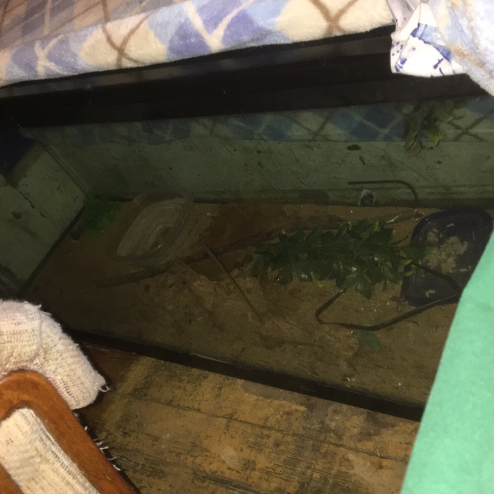 Animal Tank